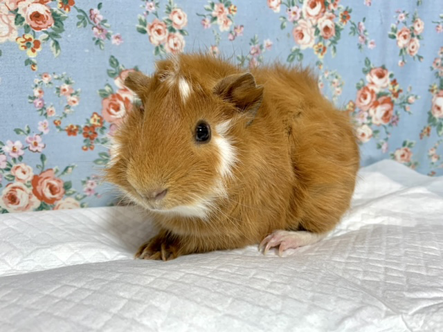 アビシニアンモルモット 男の子 11/16