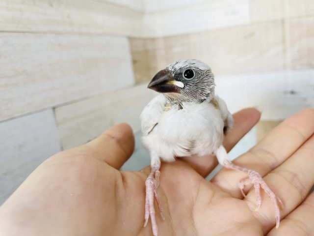 超ホヤホヤ最新画像♪はげちゃびん三羽衆☆シルバー文鳥〜！