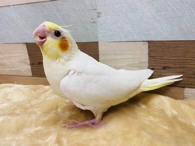 人気のカラー⭐︎オレンジ色のほっぺが可愛いオカメインコルチノー