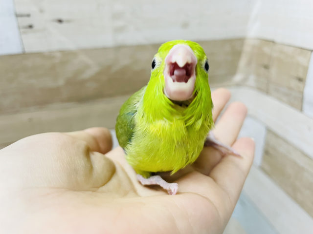 可愛さにズッキュン♡マメルリハヒナ(ノーマルパイド)