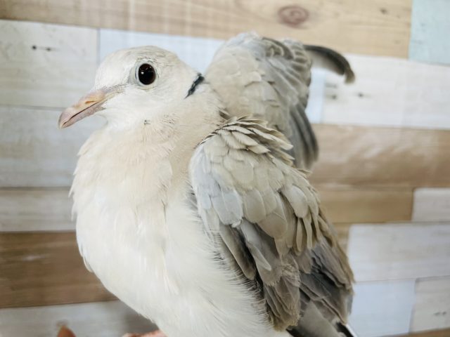 ビビりなところも可愛い♥ジュズカケバトさん！