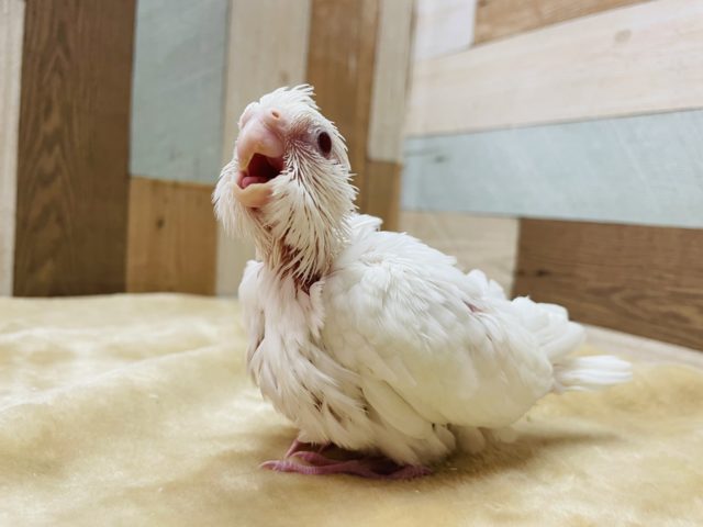 真っ白な甘えん坊☆オカメインコのピュアホワイトカラー！