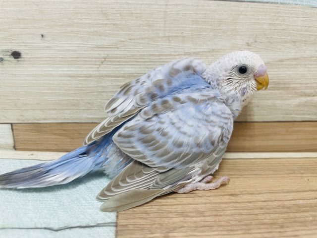 珍しいカラー♪シナモンオパーリン！！