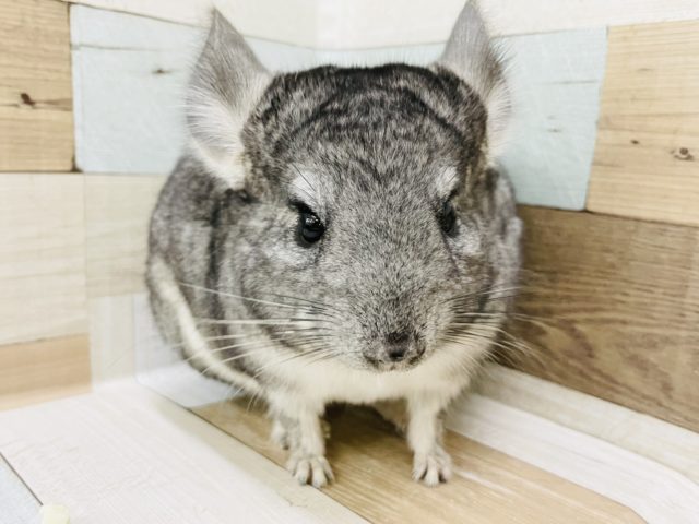 あのぉ…抱っこって悪くないね？チンチラくん(ノーマル)