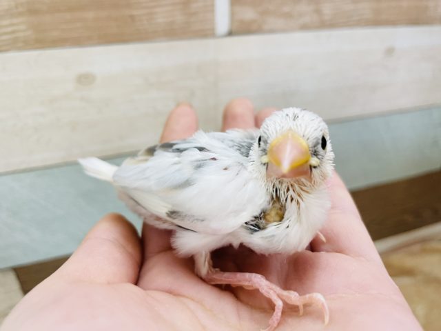 個性的なブチ模様★白文鳥ヒナ！