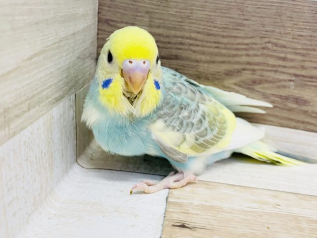 超ホヤホヤ最新画像♪ちょっ…可愛さ満点★セキセイインコヒナ(パステルレインボーパイド)
