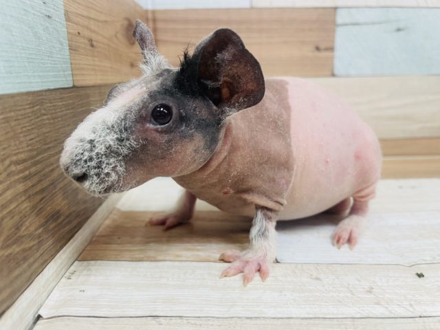 プイプイ鳴き声がたまらない♡スキニーギニアピッグ！！