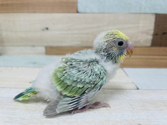 緑が際立つ！パステルカラーレインボー！