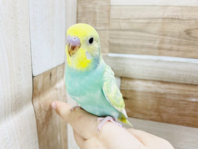 エメラルドグリーンがステキ✨セキセイインコヒナ(パステルレインボー)