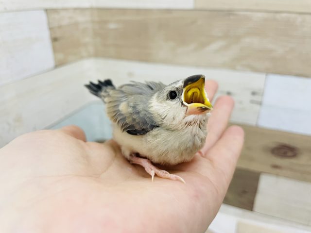 超ホヤホヤ最新画像♪人気度が止まりません☆桜文鳥ヒナ！