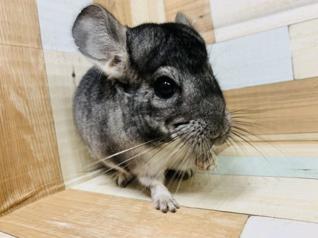 安定の人気♪おやつ大好きチンチラ(グレー)くん☆