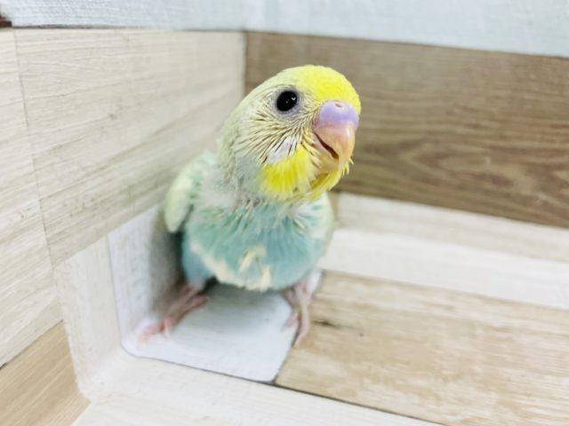 可愛すぎるんですけど！？セキセイインコヒナ(パステルレインボースパングル)