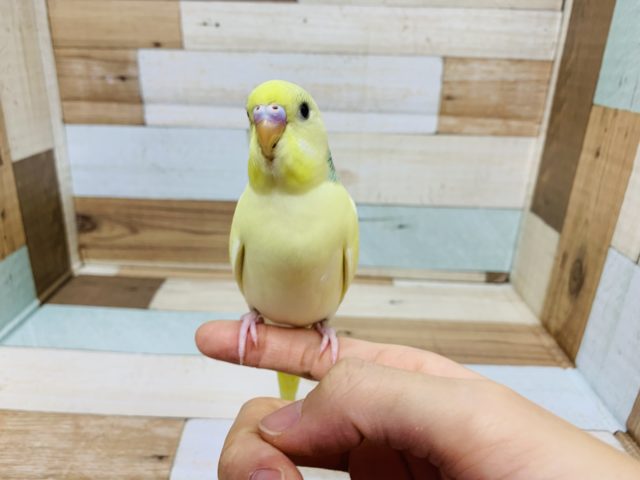 淡いキレイカラー♪セキセイインコ(クリームパイド)☆