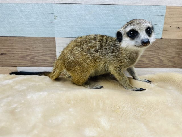 シュッとした顔立ち☆ミーアキャットの男の子！