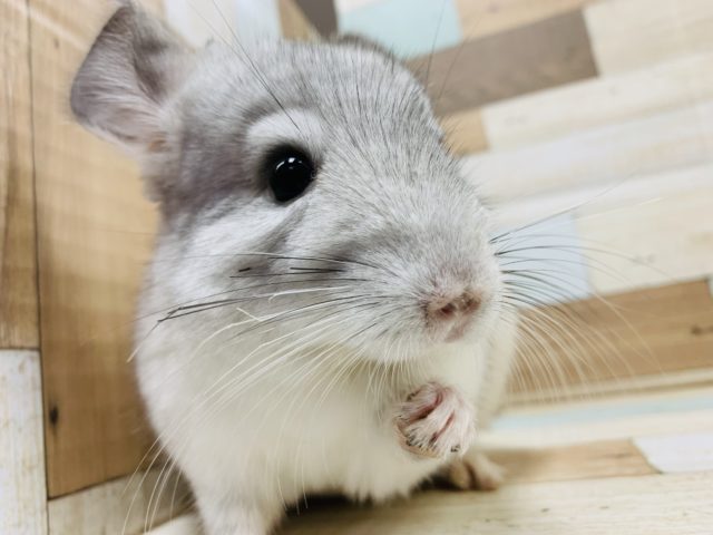 指を握ってくれました♡チンチラ(パイド)くん！