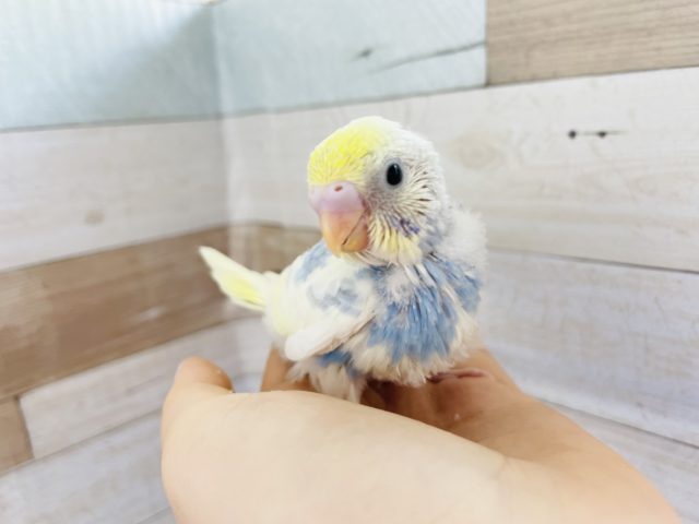 綺麗さにうっとり♥セキセイインコヒナ(パステルレインボーパイド)