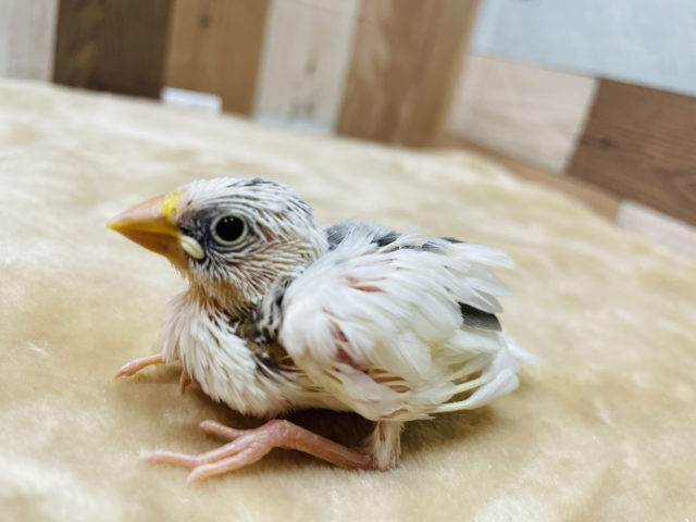 美白な文鳥さん☆白文鳥のヒナ！