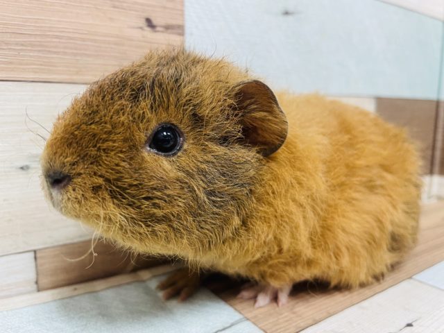 もふもふフワフワ♡テディモルモット！！！！！