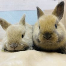 コロンとした可愛さ♡ネザーランドドワーフきょうだいやってきました！！