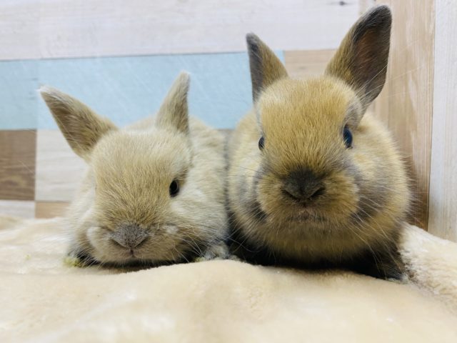 コロンとした可愛さ♡ネザーランドドワーフきょうだいやってきました！！