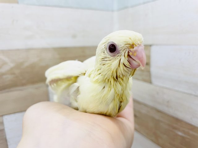 食いしん坊バンザーイ！サザナミインコヒナ(クリーム)