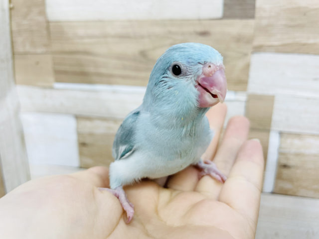 小さな大食い♥マメルリハヒナちゃん(ブルー)