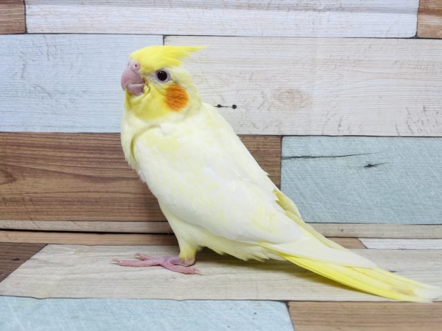 むっちむちのばでぃ☆　オカメインコ　ルチノーです！