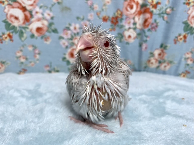 マメルリハ パイドパステルライラックファロー 11/2