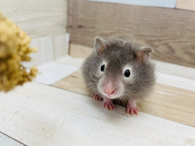 ワオッッ！！セーブルハムスターちゃん♪