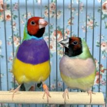 コキンチョウ  ペア  11/23