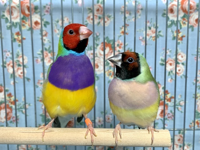 コキンチョウ  ペア  11/23