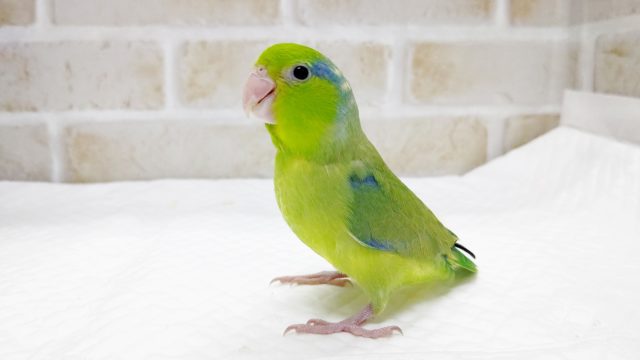 小さいよ！マメルリハノーマルパイド　2021年11月23日　（追加画像あり）