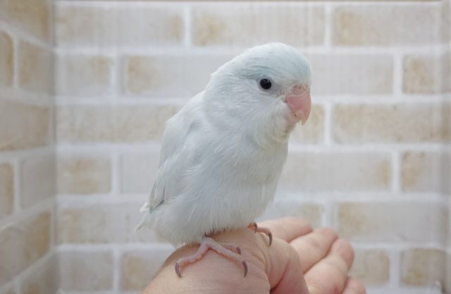 小さいよ！マメルリハアメリカンホワイト　2021年12月08日　最新画像