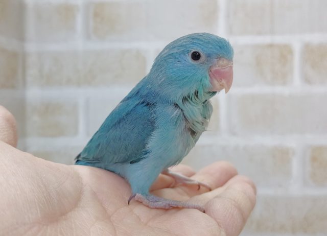 小さいよ！マメルリハブルー　2021年12月08日　最新画像