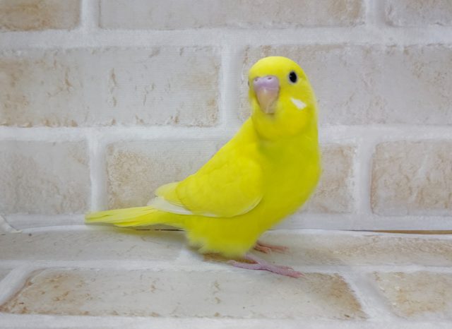 黄色の黒目さん🍋 セキセイインコ(ダブルファクター) 2021年12月8日最新画像