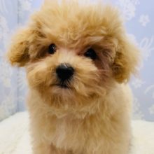 もこもこ☆人気のミックス、マルプーくん♪