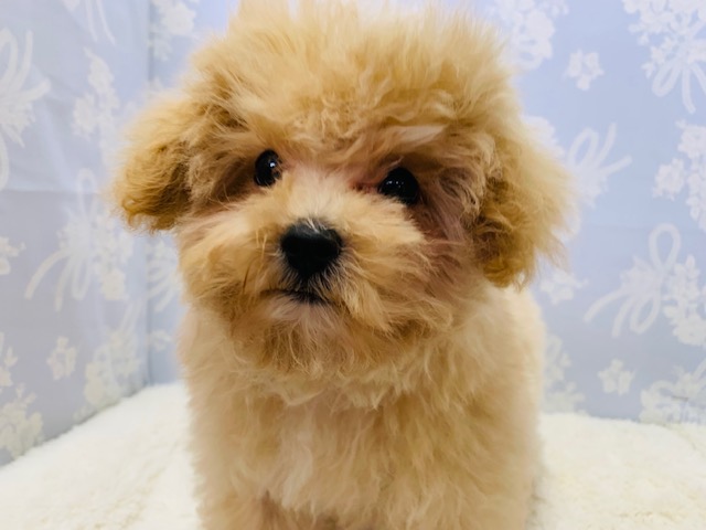 もこもこ☆人気のミックス、マルプーくん♪