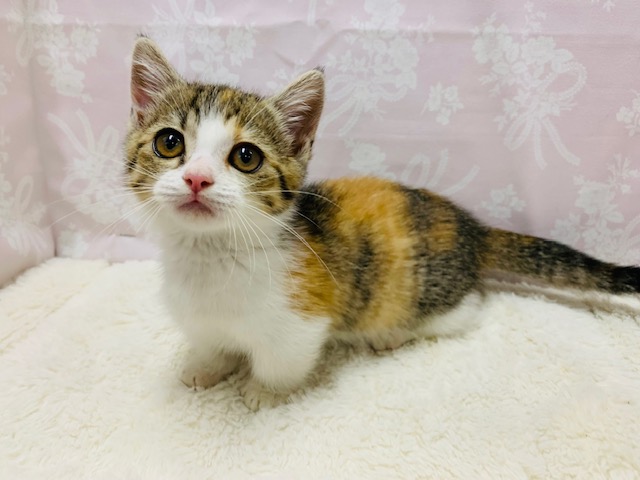 おめめおっきい!ミヌエットちゃん♡