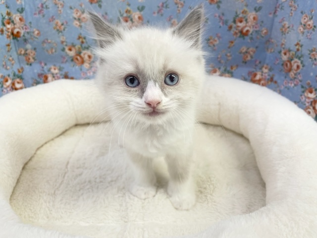 ラグドール（ブルーポイントバイカラー）男の子　２０２１年９月３日生まれ　入舎！！