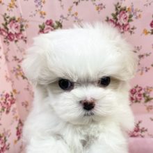 マルチーズ×マルポメ　女の子　２０２１年９月１９日生まれ　入舎！！