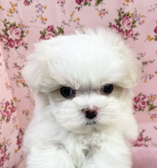 マルチーズ×マルポメ　女の子　２０２１年９月１９日生まれ　入舎！！