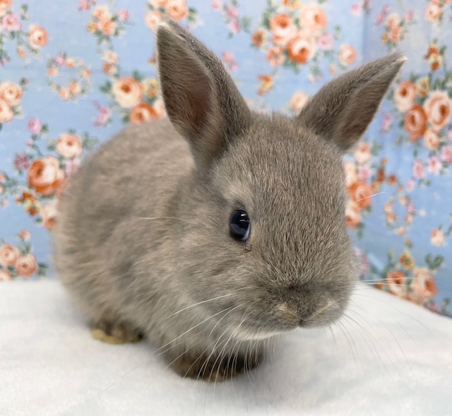 ネザーランドドワーフラビット（グレー系）女の子　２０２１年１０月生まれ