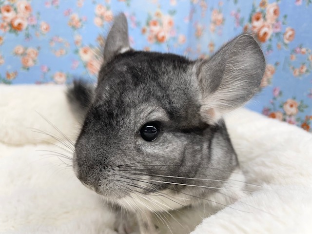 チンチラ（グレー）男の子　２０２１年９月生まれ