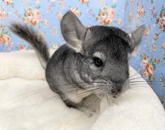 チンチラ（グレー）女の子　２０２１年６月生まれ