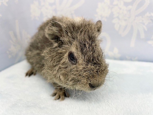 テディモルモット　男の子　２０２１年１０月生まれ