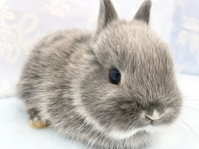 ネザーランドドワーフラビット（ブルー系）男の子　２０２１年１０月生まれ