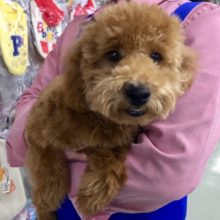 R4.2/3更新  トイプードル(レッド)男の子　2021年8月7日生まれ！！