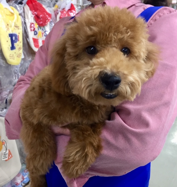 R4.2/3更新 トイプードル(レッド)男の子　2021年8月7日生まれ！！