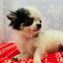 元気いっぱい！チワワくん♪