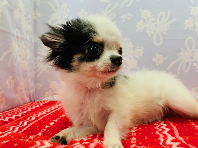 元気いっぱい！チワワくん♪